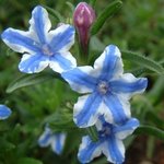 lithodora-diffusa-star.jpg