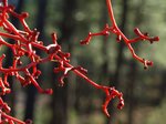 Vigne vierge (Parthenocissus quinquefolia).jpg