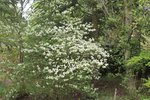 _copie-0_arbustes avril 2018 001.jpg
