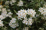 _copie-0_arbustes avril 2018 008.jpg