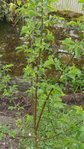 DSCN4004.JPG