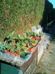 Les plants en attente.