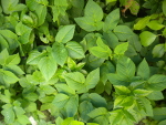 Plante 2.JPG