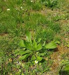 Plantain - 28 N.jpg