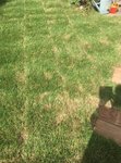 Jardin jaune.jpg