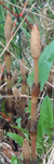 Plante3.png