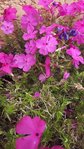 rps20180423_180212_275.jpg