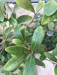 skimmia ?