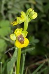 Ophrys lutea 1.JPG