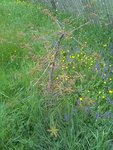 IMG_20180425_095501.jpg