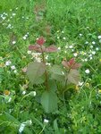IMG_20180425_095632.jpg