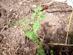 IMG_20180425_120119-2.jpg