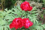 _copie-0_avril 2018 pivoines azalées 004.jpg