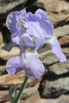 Iris pallida_0405.JPG