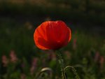 Coquelicot.JPG