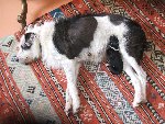 chiot pipouille.15.jpg