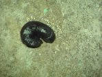 DSC00906.JPG