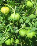 tomatillo2.jpg