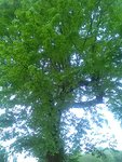IMG_20180426_083901.jpg