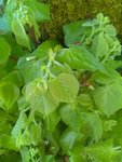 IMG_20180426_084027.jpg