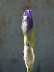 Iris.JPG