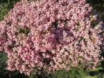 IMG_20180426_192232.jpg