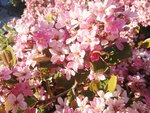 IMG_20180426_192245.jpg