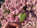 IMG_20180426_192304.jpg