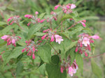 Abelia_0439.JPG