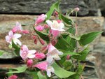 Abelia_0440.JPG