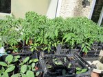 plants tomates.jpg