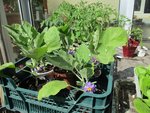 aubergines fleurs.jpg