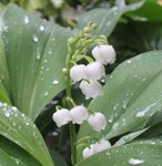 IMG_0457.JPG