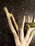 adenium3