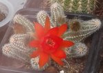 Cactus fleur rouge.jpg