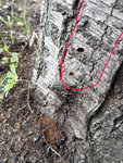 IMG-20180430-WA0019_0.JPG