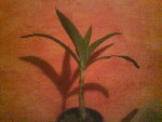 DSC00063.JPG