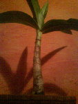 DSC00065.JPG