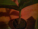 DSC00066.JPG