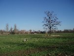 cigogne 1.JPG