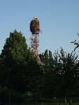 cigogne 4.JPG