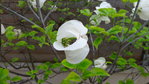 Zoom fleur