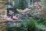 Cornus-422.JPG