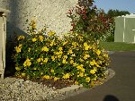 Millepertuis d'automne