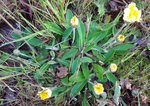 fleur jaune 2.jpg