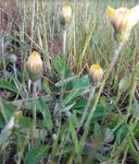 fleur jaune 1.jpg