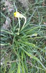 fleur jaune 3bis.jpg