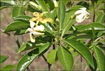 Frangipani.jpg