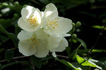 Philadelphus (seringat)