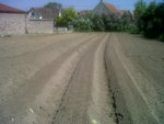 vu d'ensemble  :5 butes pommes de terre  3 butes carottes
